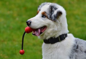 Read more about the article Sådan sikrer du en sund udvikling for din hund 