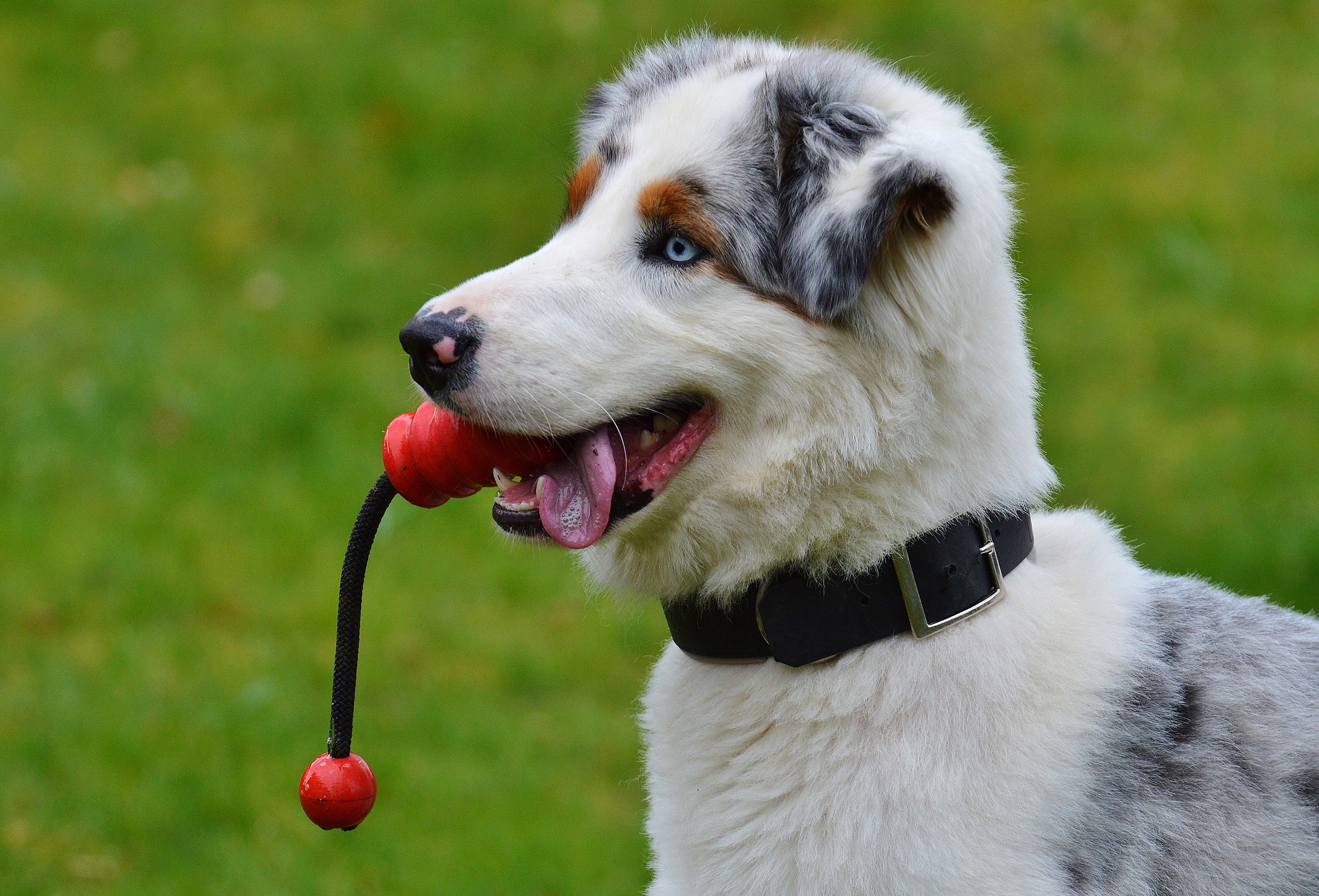 You are currently viewing Sådan sikrer du en sund udvikling for din hund 
